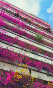 廣州現夢幻“花樓”：七